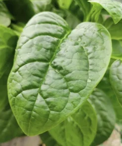 Green Malabar Spinach Live Plants – 2-Pack, 5-9 Inches Tall – Basella Alba – Vines - Image 3