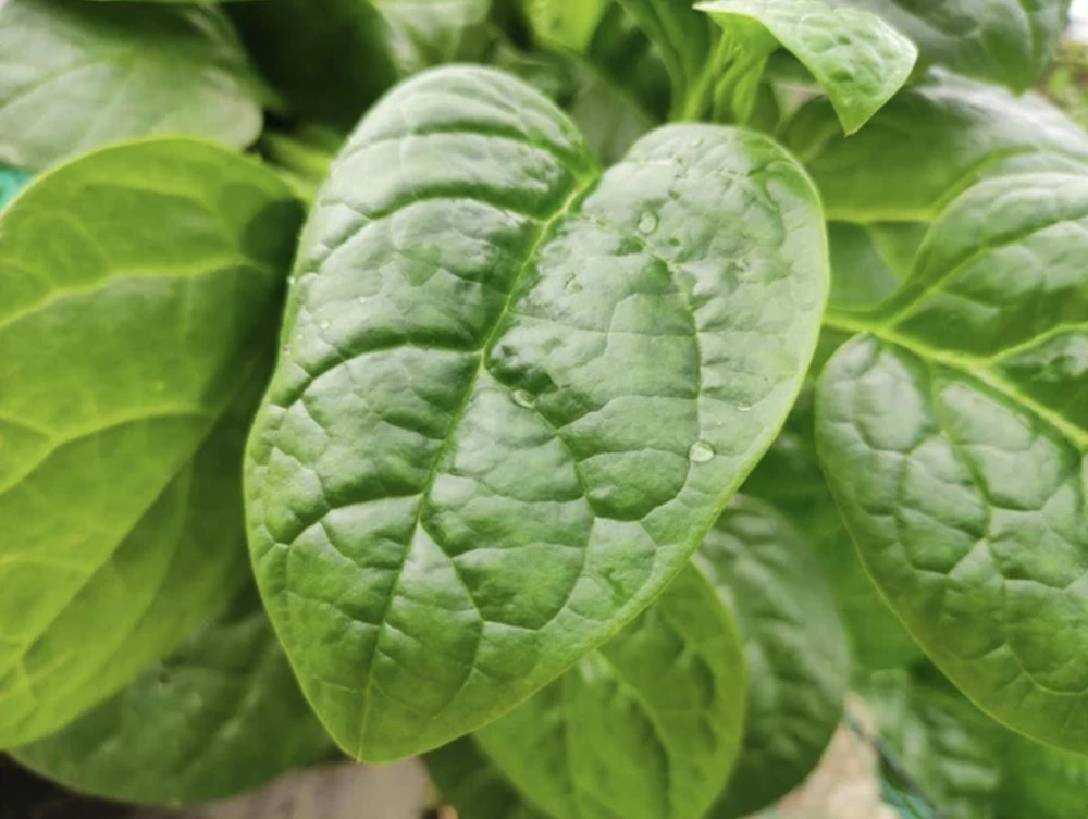 Green Malabar Spinach Live Plants – 2-Pack, 5-9 Inches Tall – Basella Alba – Vines - Image 3