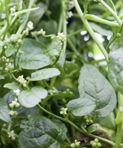 Green Malabar Spinach Live Plants – 2-Pack, 5-9 Inches Tall – Basella Alba – Vines - Image 4