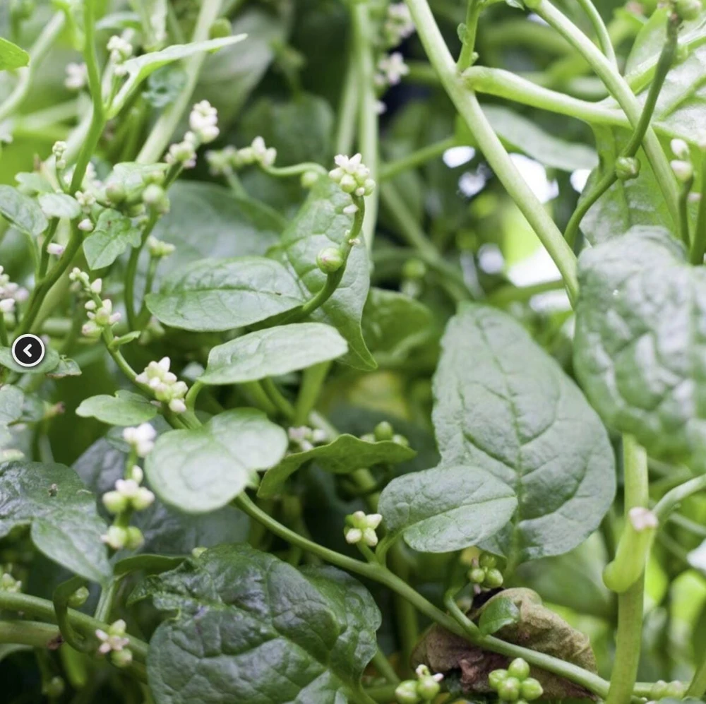 Green Malabar Spinach Live Plants – 2-Pack, 5-9 Inches Tall – Basella Alba – Vines - Image 4