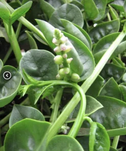 Green Malabar Spinach Live Plants – 2-Pack, 5-9 Inches Tall – Basella Alba – Vines - Image 5
