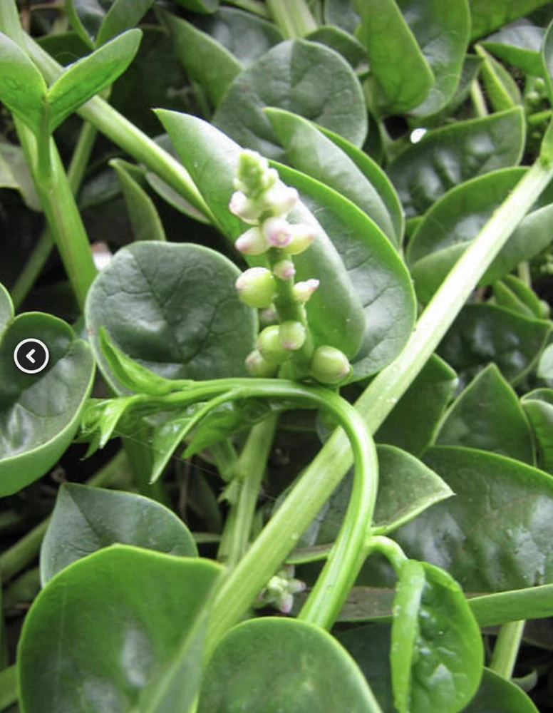 Green Malabar Spinach Live Plants – 2-Pack, 5-9 Inches Tall – Basella Alba – Vines - Image 5