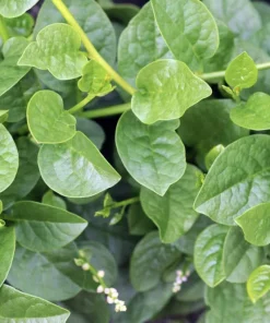 Green Malabar Spinach Live Plants – 2-Pack, 5-9 Inches Tall – Basella Alba – Vines - Image 6