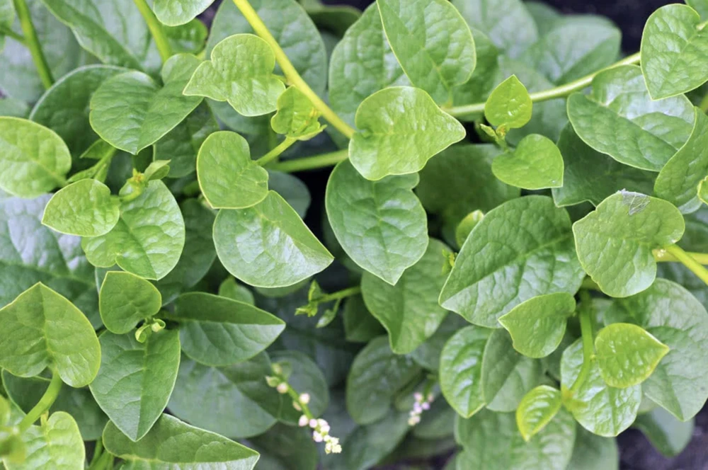 Green Malabar Spinach Live Plants – 2-Pack, 5-9 Inches Tall – Basella Alba – Vines - Image 6