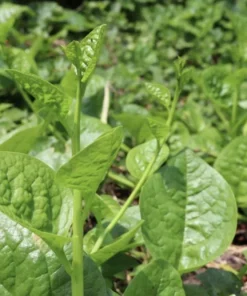 Green Malabar Spinach Live Plants – 2-Pack, 5-9 Inches Tall – Basella Alba – Vines - Image 7