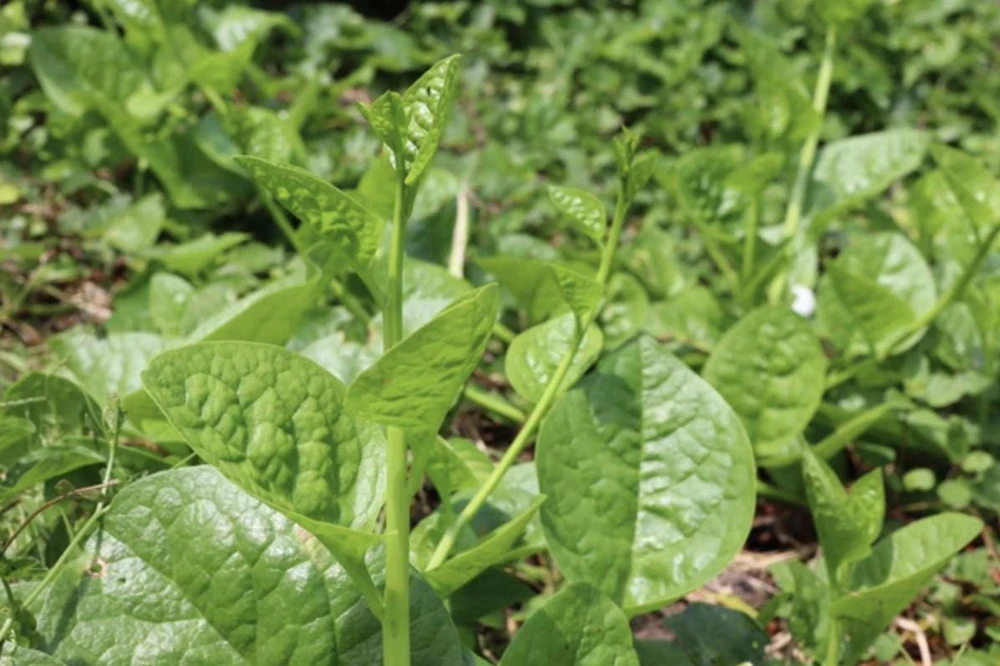 Green Malabar Spinach Live Plants – 2-Pack, 5-9 Inches Tall – Basella Alba – Vines - Image 7