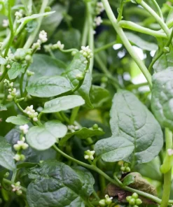 Green Malabar Spinach Live Plants – 2-Pack, 5-9 Inches Tall – Basella Alba – Vines - Image 1