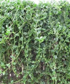 Green Malabar Spinach Live Plants – 2-Pack, 5-9 Inches Tall – Basella Alba – Vines - Image 8