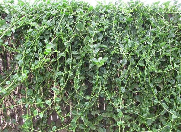 Green Malabar Spinach Live Plants – 2-Pack, 5-9 Inches Tall – Basella Alba – Vines - Image 8