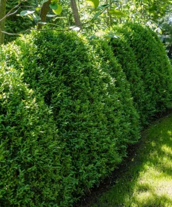Green Mountain Boxwood Live Plant – 12+ Inches Tall – Outdoor Shrub - Image 2