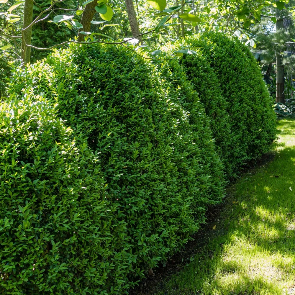 Green Mountain Boxwood Live Plant – 12+ Inches Tall – Outdoor Shrub - Image 2