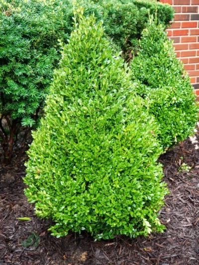 Green Mountain Boxwood Live Plant – 12+ Inches Tall – Outdoor Shrub - Image 3