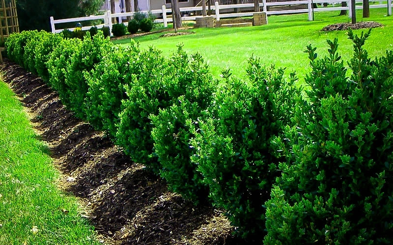 Green Mountain Boxwood Live Plant – 12+ Inches Tall – Outdoor Shrub - Image 4