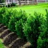 Green Mountain Boxwood Live Plant – 12+ Inches Tall – Outdoor Shrub - Image 1