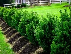 Green Mountain Boxwood Live Plant – 12+ Inches Tall – Outdoor Shrub - Image 1