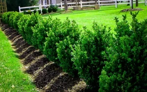 Green Mountain Boxwood Live Plant – 12+ Inches Tall – Outdoor Shrub - Image 1