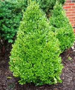 Green Mountain Boxwood Live Plant – Evergreen Shrub – 12+ Inches Tall – Outdoor - Image 3