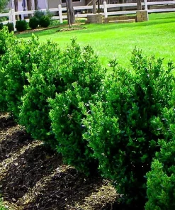 Green Mountain Boxwood Live Plant – Evergreen Shrub – 12+ Inches Tall – Outdoor - Image 1