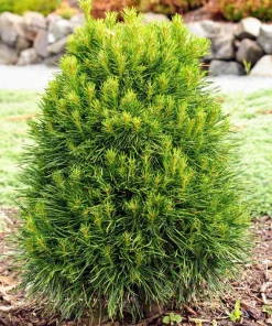 Green Penguin Scots Pine Tree Live Plant - Dwarf Conifer #3 Container Outdoor - Image 2
