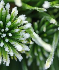 Green Penguin Scots Pine Tree Live Plant - Dwarf Conifer #3 Container Outdoor - Image 3