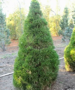 Green Penguin Scots Pine Tree Live Plant - Dwarf Conifer #3 Container Outdoor - Image 4