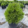 Green Penguin Scots Pine Tree Live Plant - Dwarf Conifer #3 Container Outdoor - Image 1