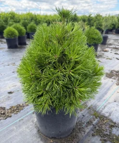 Green Penguin Scots Pine Tree Live Plant - Dwarf Conifer #3 Container Outdoor - Image 1