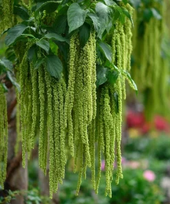 Green Tails Amaranth Seeds 250 Count - Cascading Green Blooms for Garden & Cut Flowers - Image 2