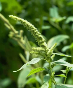 Green Tails Amaranth Seeds 250 Count - Cascading Green Blooms for Garden & Cut Flowers - Image 3
