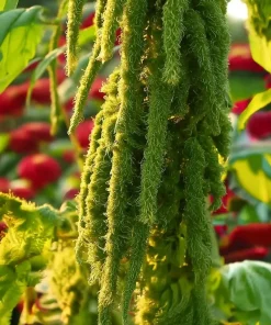 Green Tails Amaranth Seeds 250 Count - Cascading Green Blooms for Garden & Cut Flowers - Image 4