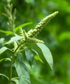 Green Tails Amaranth Seeds 250 Count - Cascading Green Blooms for Garden & Cut Flowers - Image 5