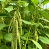 Green Tails Amaranth Seeds 250 Count - Cascading Green Blooms for Garden & Cut Flowers - Image 1