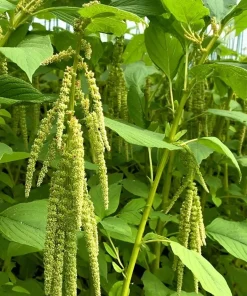 Green Tails Amaranth Seeds 250 Count - Cascading Green Blooms for Garden & Cut Flowers - Image 1