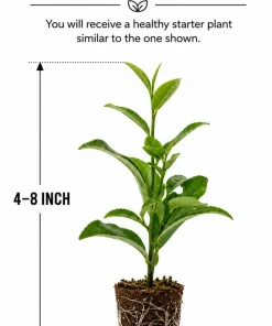 Green Tea Live Plant - Camellia Sinensis, 4-8 Inch Tall, Outdoor - Image 2