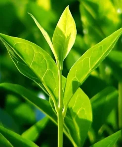 Green Tea Live Plant - Camellia Sinensis, 4-8 Inch Tall, Outdoor - Image 4