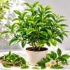 Green Tea Live Plant - Camellia Sinensis, 4-8 Inch Tall, Outdoor - Image 1