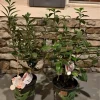 Green Tea Live Plant - Potted Camellia Sinensis for Home Growing - Image 1