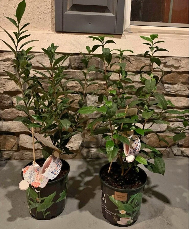 Green Tea Live Plant - Potted Camellia Sinensis for Home Growing - Image 1
