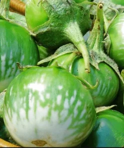 Green Thai Eggplant Seeds - 100 Seeds for Planting - Petch Siam Variety - Image 2