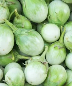 Green Thai Eggplant Seeds - 100 Seeds for Planting - Petch Siam Variety - Image 3