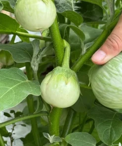 Green Thai Eggplant Seeds - 100 Seeds for Planting - Petch Siam Variety - Image 4