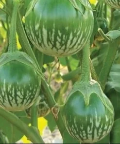 Green Thai Eggplant Seeds - 100 Seeds for Planting - Petch Siam Variety - Image 5