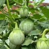 Green Thai Eggplant Seeds - 100 Seeds for Planting - Petch Siam Variety - Image 1