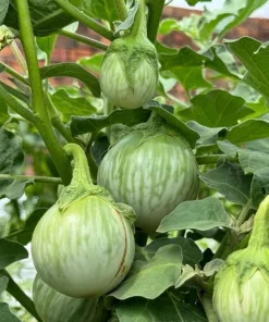 Green Thai Eggplant Seeds - 100 Seeds for Planting - Petch Siam Variety - Image 1