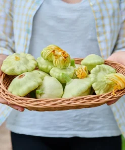 Green Tint Bush Scallop Squash Seeds - 20 Summer Vegetable Seeds - Image 4
