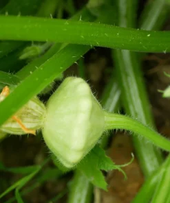 Green Tint Bush Scallop Squash Seeds - 20 Summer Vegetable Seeds - Image 8