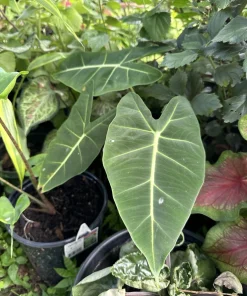 Green Velvet Alocasia Frydek Live Plant - Rare Elephant Ear Houseplant - Image 3