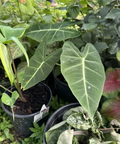 Green Velvet Alocasia Frydek Live Plant - Rare Elephant Ear Houseplant - Image 4