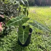 Green Velvet Alocasia Frydek Live Plant - Rare Elephant Ear Houseplant - Image 1