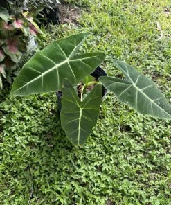 Green Velvet Alocasia Live Plant – Exotic Indoor Houseplant - Image 2